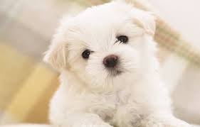 American eskimo dogs are intelligent, energetic pups with fluffy white coats that are easily although many fluffy breeds may be cute and look like great cuddly companions black fluffy dog breed: Wallpaper Puppy White Puppy Doggie Cute Fluffy Images For Desktop Section Sobaki Download