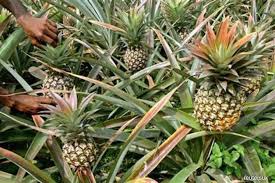 Provided that they continues to cater client's request on the. Mpib Wants To Boost Malaysia S Pineapple Export Klse Screener