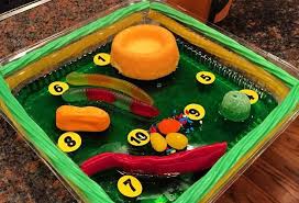 Plant Cell Project Plant Cell Structure Simple Plant Cell Plant Cell Organelles Plant Cell Project Materia Plant Cell Model Plant Cell Project Cells Project
