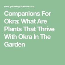 Okra Companion Plants Learn About Companion Planting With