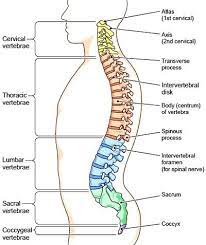 Axial Skeleton Cranium Facial Bones Vertebral Column Thorax Human Bones Anatomy Human Body Anatomy Facial Bones