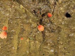 Image result for Marasmius siccus