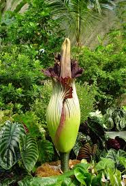 Amorphophallus Titanum Unusual Plants Carnivorous Plants Cool Plants