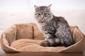 Domestic Medium Hair Cat Breed Information And Pictures Petguide Cat Breeds Cats Breeds