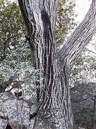 Image result for Olea capensis