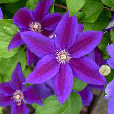 Maybe you would like to learn more about one of these? Clematis Wildfire Perennial Resource