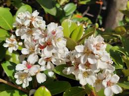 Image result for Rhaphiolepis umbellata