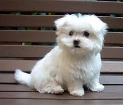 4:03 alyssa rose recommended for you. Cute And Lovely Maltese Puppies For Good Home Austin Tx Asnclassifieds Maltese Puppy Maltese Puppies For Sale Fluffy Puppies
