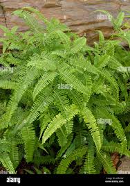 Image result for Gleichenia elongata