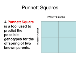 The punnet square shows the possible genotypes of the offspring. Middle School Genetics Ppt Download
