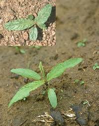 Image result for Corchorus tridens