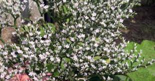 Pin On Gardening Ideas