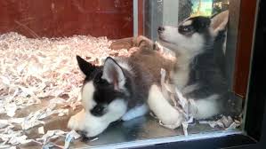 Shopistores has collected the most successful shopify pet stores for you. New Jersey Passes New Law That Requires Pet Stores To Sell Only Rescue Animals Bored Panda