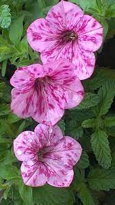 My Leopard Million Bells Garden Decor Projects Beautiful Flowers Planting Flowers