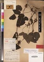 Image result for Lepistemon owariensis
