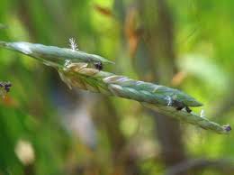 Image result for Eragrostis atrovirens