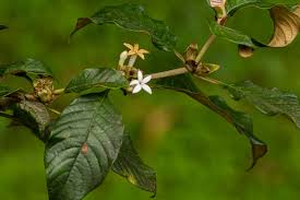 Image result for Sabicea venosa