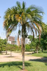 Image result for Syagrus