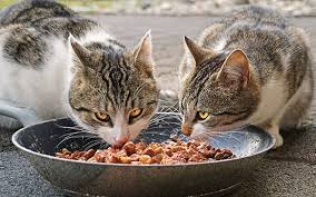 Cats that eat wet food are less likely to become constipated than other brands that may help include royal canin high fiber veterinary diet and purina om feline formula. Top 10 Cat Foods In India Reviews Buying Guide March 2021