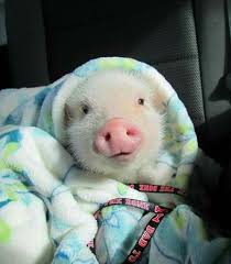 Piggy Oink Oink Wrapped Up In Blankie Cute Animals Cute Baby Pigs Cute Piglets