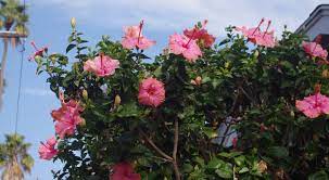 Plant your hibiscus 3 to 6 feet apart and water in well. How To Grow A Hibiscus Tree