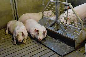 Different Water To Feed Ratios In Growing Finishing Pigs All About Feed