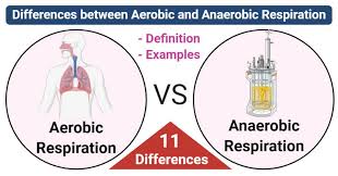 11 Differences Between Aerobic And Anaerobic Respiration In 2020 Anaerobic Respiration Chemical Energy Aerobics
