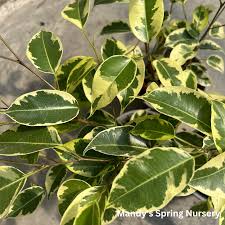 Image result for Ficus benjamina