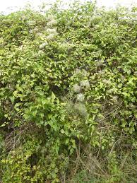 ) british clematis society web site. Clematis Vitalba Landscape Architect S Pages