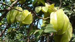 The yellow fruit grows on trees in india, asia, south america, australia. The Starfruit For All Seasons