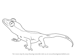 760x985 gecko coloring page leopard gecko coloring sheet gecko coloring. Learn How To Draw A Crested Gecko Reptiles Step By Step Drawing Tutorials Crested Gecko Reptile Drawings Lizard Sketch