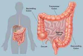 Picture Of The Human Colon Anatomy Common Colon Conditions