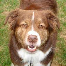 Borador Boradors Border Collie Lab Hybrid Lab Mix Puppies Mix Puppies Border Collie Puppy Training