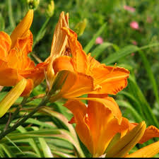 kensington palace gardens blooms kensington palace gardens travel around the world favorite places