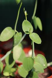 Image result for Ceropegia mirabilis