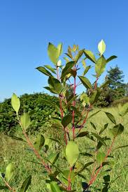 Image result for Catha edulis