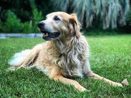 The golden pyrenees is not a purebred dog. Golden Pyrenees Mix Breed Review By Veterinarians Doggypedia
