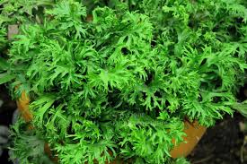 Image result for Polycarpon