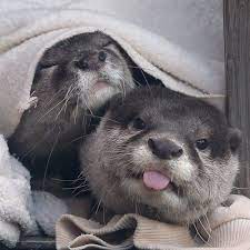 Otter Friends By Otterbeginners Twitter In 2020 Cute Animals Otters Cute Animals