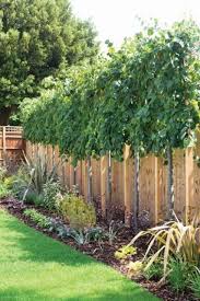 Check spelling or type a new query. 38 Ideas For Backyard Privacy Trees Landscapes