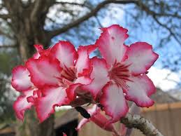 Image result for Adenium multiflorum