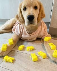 Whether you want your pup to be a king, queen, prince, or princess is all up to you. 9 Golden Retrievers To Follow If You Love Tucker Budzyn