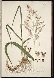 Image result for Sorghum halepense