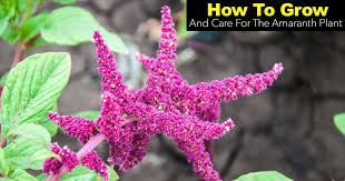 Maybe you would like to learn more about one of these? Amaranth Plant Care Tips On Growing The Amaranth Plant