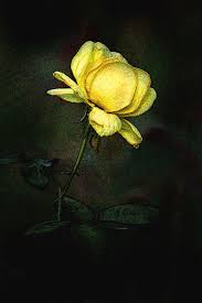 Artistic Profile Of A Yellow Rose Photograph By Don Johnson