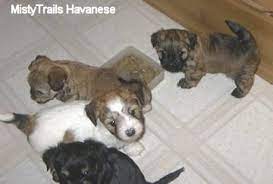 How to care for a 4 week old puppy. Whelping And Raising Puppies Puppies 5 Weeks Old