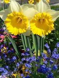 Pin On Flower Power