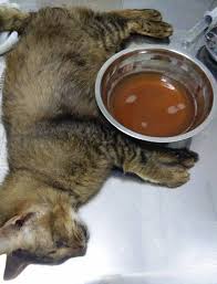 Menurut pakar kesihatan, penyakit kuning pada bayi ini lebih kerap terjadi kepada bayi yang diberi susu sebelum kita membincangkan petua hilangkan kuning bayi, mari baca panduan ini dulu untuk lebih memahami tentang penyakit kuning pada bayi. Assalamualaikum Salam Sejahtera Klinik Haiwan Shanadz Facebook