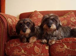 Pin On Daschund Doxie Teckel