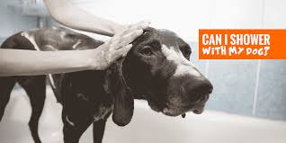 Which baby shampoo to give preference? Can I Shower With My Dog Is It Even Allowed Or Recommended